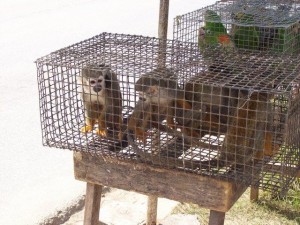 1Onze wildlife nog steeds  vogelvrij