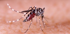 2Voorlichting aanpak dengue  epidemie