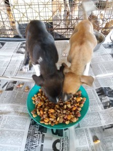 1Wat kost een hond.1