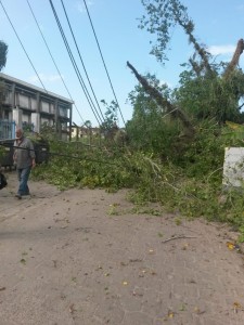 Kolossale boom Negrekopustraat valt om (1)
