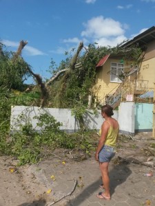 Kolossale boom Negrekopustraat valt om (2)
