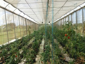 ICCA-The Inter American Institute for Cooperation on Agriculture.1