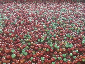 ICCA-The Inter American Institute for Cooperation on Agriculture.2