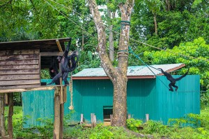 1Apeneilanden van Paramaribo Zoo geadopteerd1
