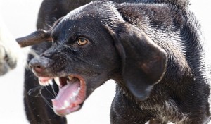 Three dog playing and fighting outdoors. Natural colors and light