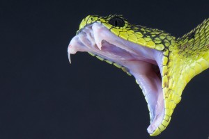 2 Snakebite App voor snellere hulp bij slangenbeet