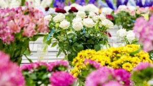 3Moederdag Planten Bazaar