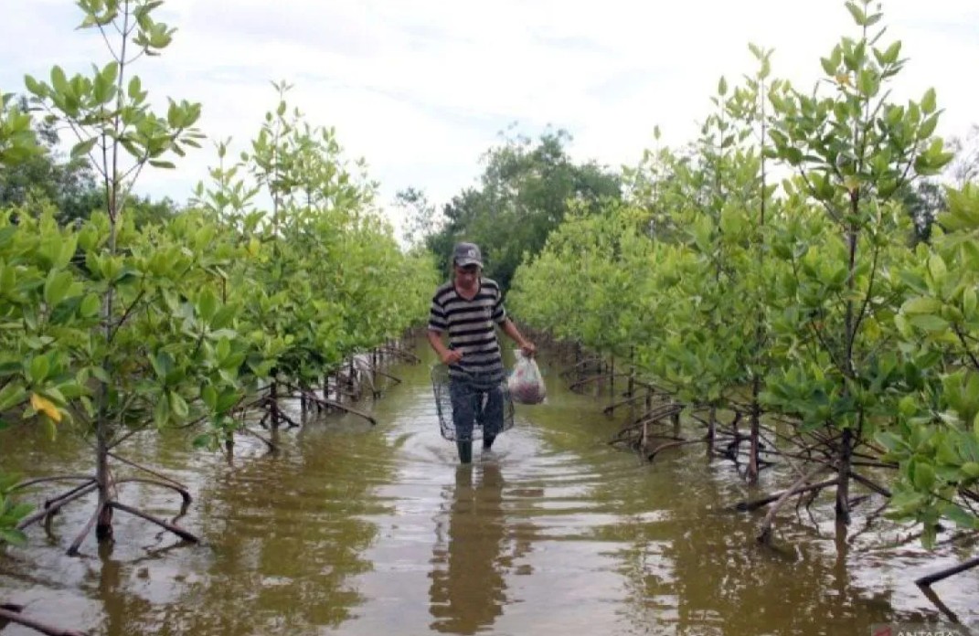 Suriname dan Indonesia akan bekerja sama dalam perlindungan pantai dan restorasi mangrove – Docplot Suriname